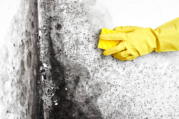  North Seekonk, MA Mold Removal Pros
