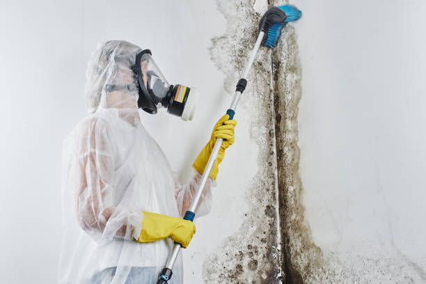 Best Mold Cleaning Services  in North Seekonk, MA