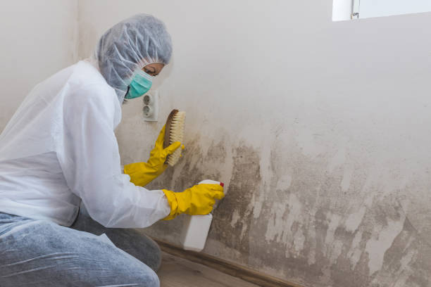 Best Fast Mold Removal  in North Seekonk, MA