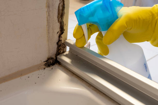 Best Local Mold Removal Service  in North Seekonk, MA