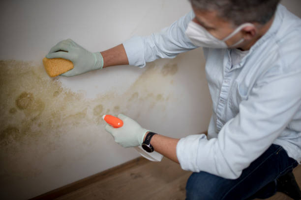 Best Crawl Space Mold Removal  in North Seekonk, MA