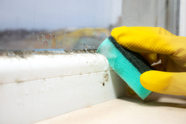 Best Affordable Mold Removal  in North Seekonk, MA