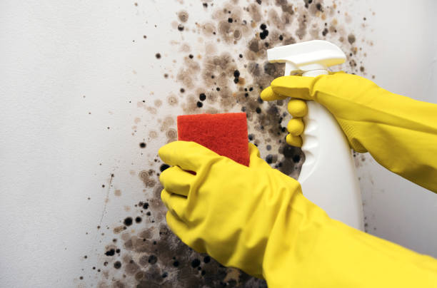 Best Same-Day Mold Removal  in North Seekonk, MA