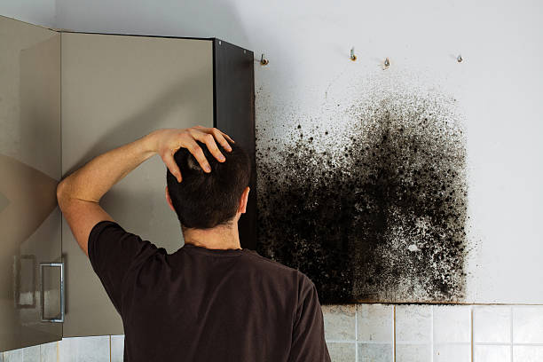Best Mold Removal Near Me  in North Seekonk, MA
