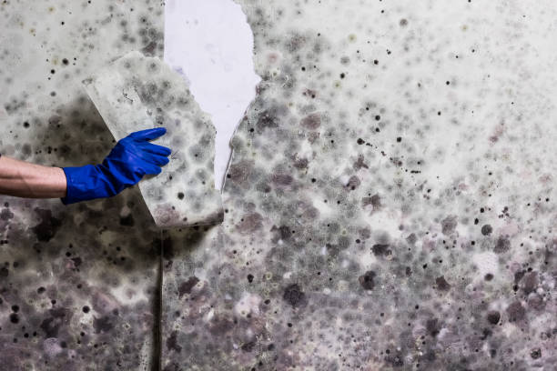 Professional Mold Removal in North Seekonk, MA