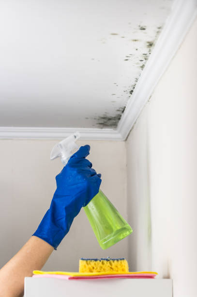 Best Attic Mold Removal  in North Seekonk, MA